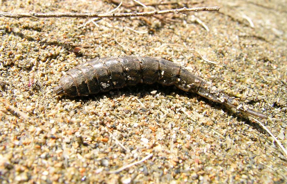 larva di Stratiomyidae